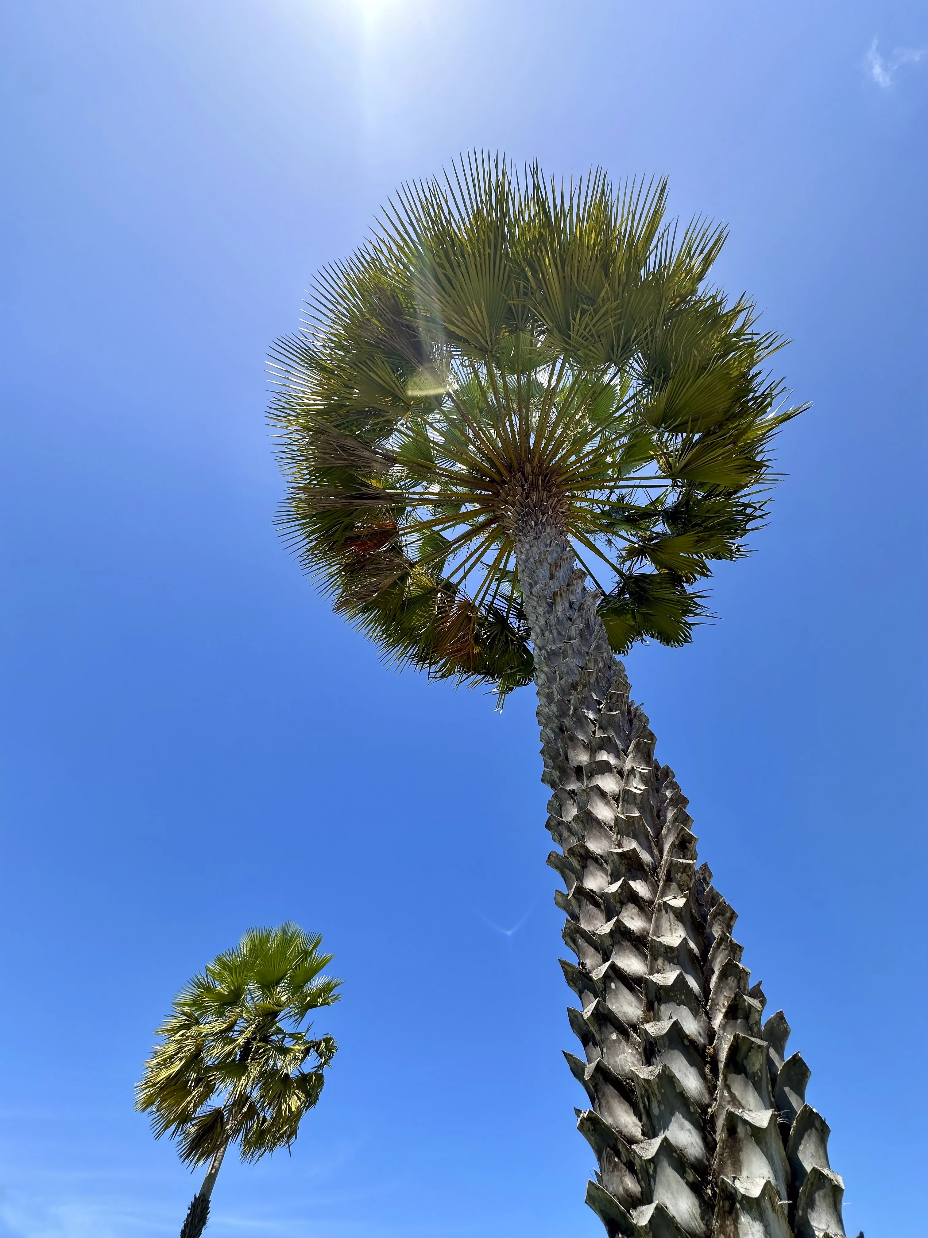 Palmeira de carnaúba sob o céu azul